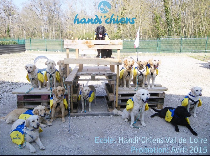 2 labradors de l'étang de la Thiellerie chez Handi Chiens